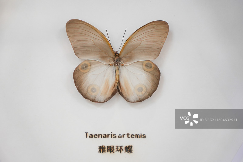 雅眼环蝶图片素材