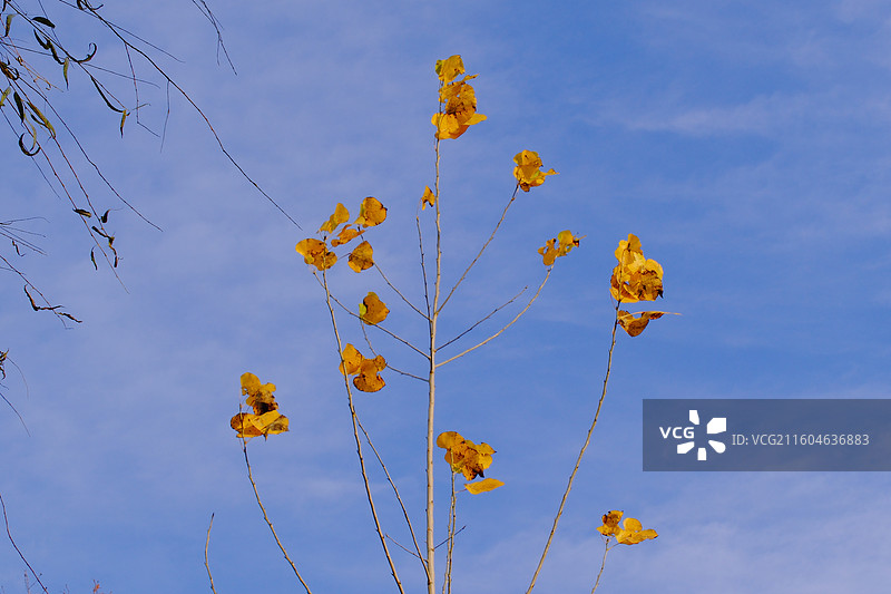 秋天蓝色天空白云风景背景图壁纸。黄叶柳树植物图片素材