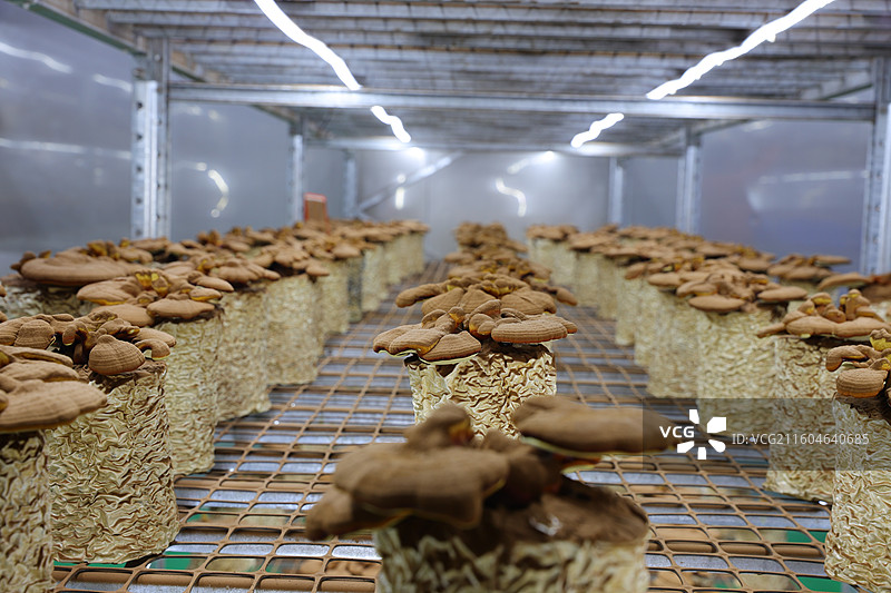 地道中药材：灵芝、孢子粉深加工、补气安神、保健养生图片素材