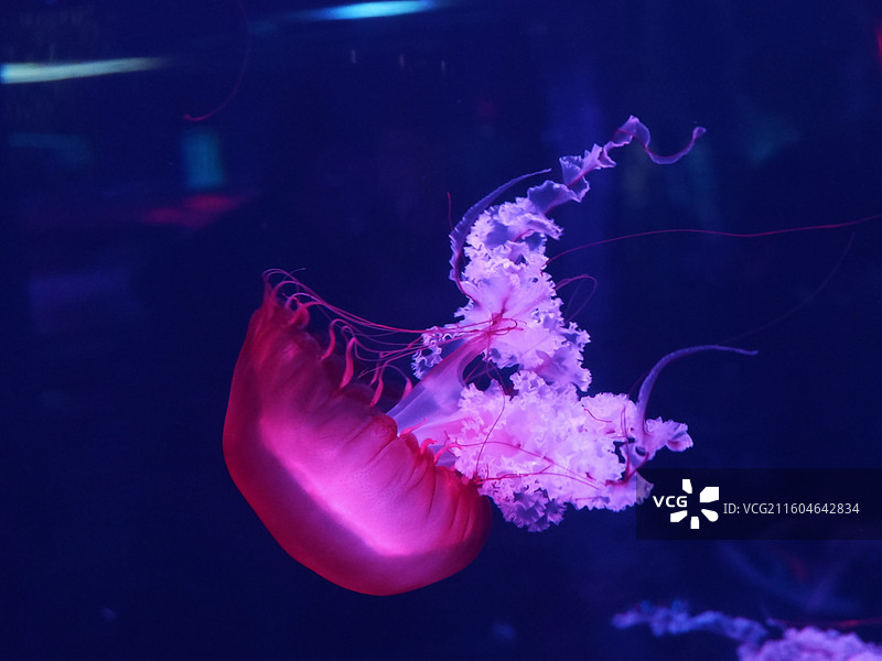 水母在水族馆游泳的特写镜头图片素材