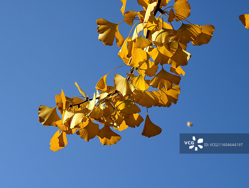 火腿之乡，金黄银杏：秋季以来，火腿之乡云南省曲靖宣威市振兴街北段两边的银杏叶，满树金黄，煞是好看。图片素材