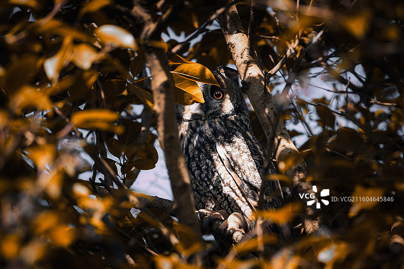 一叶障目图片素材