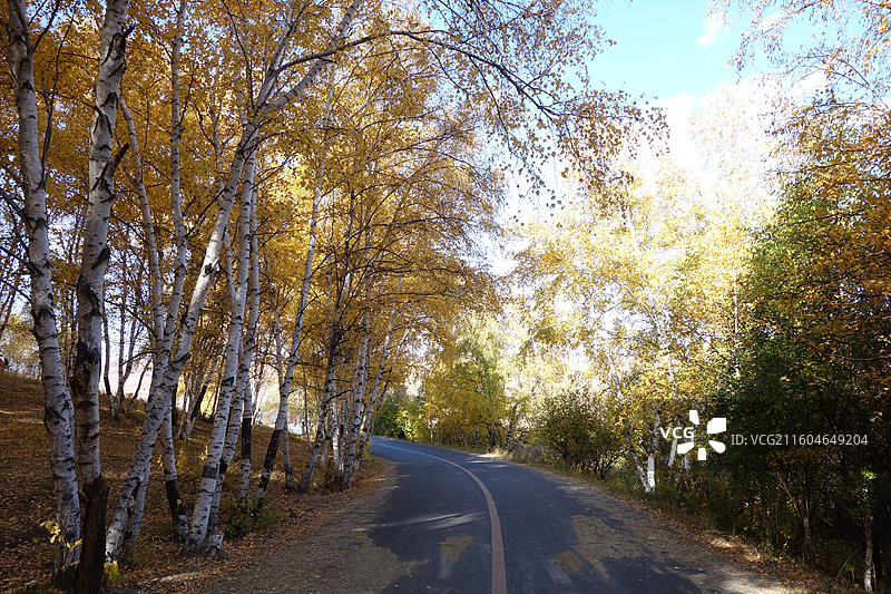 内蒙古赤峰市克什克腾旗乌兰布统坝上草原：夹皮沟白桦林秋色图片素材