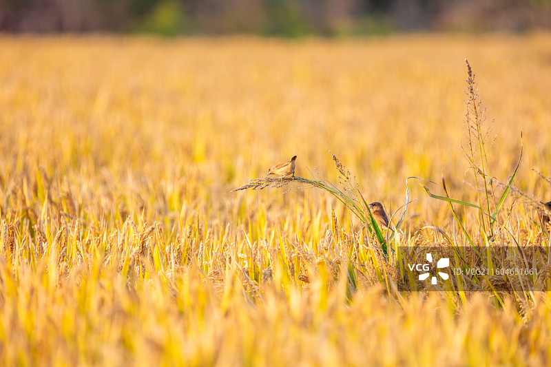 稻田中的斑文鸟栖息画面图片素材