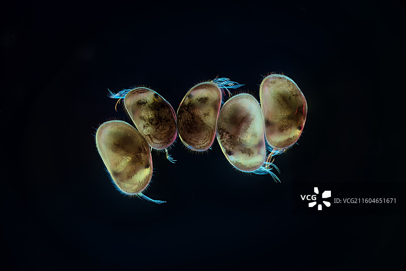 欢聚一堂图片素材