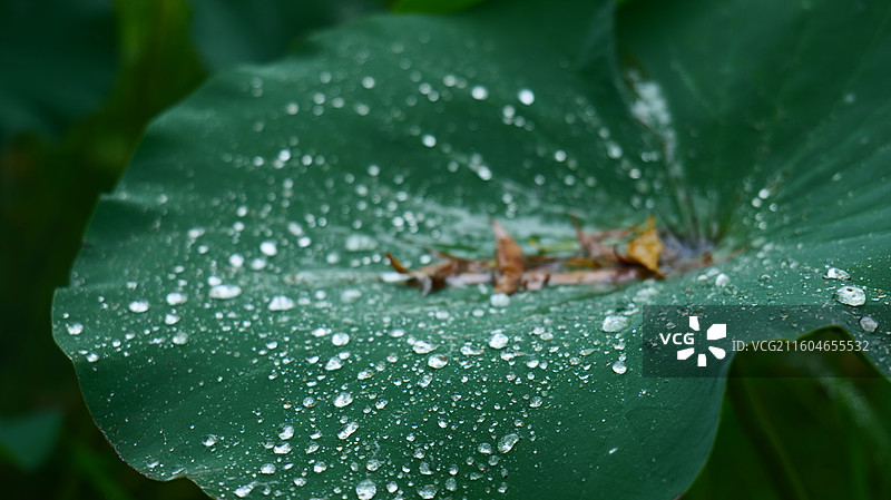 北京东郊湿地公园夏雨荷图片素材