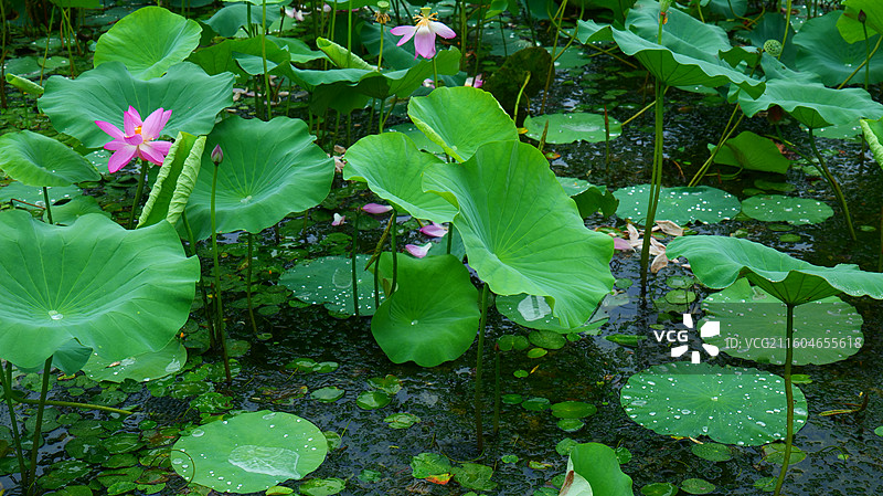 北京东郊湿地公园夏雨荷图片素材