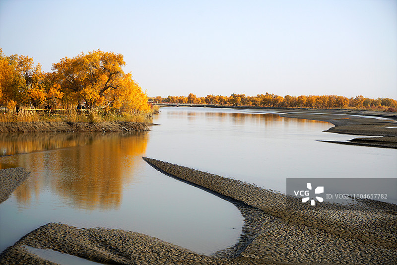 塔里木河畔胡杨图片素材