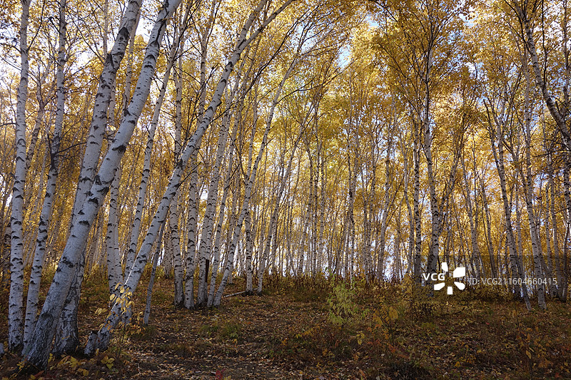 内蒙古赤峰市克什克腾旗乌兰布统坝上草原：夹皮沟白桦林秋色图片素材