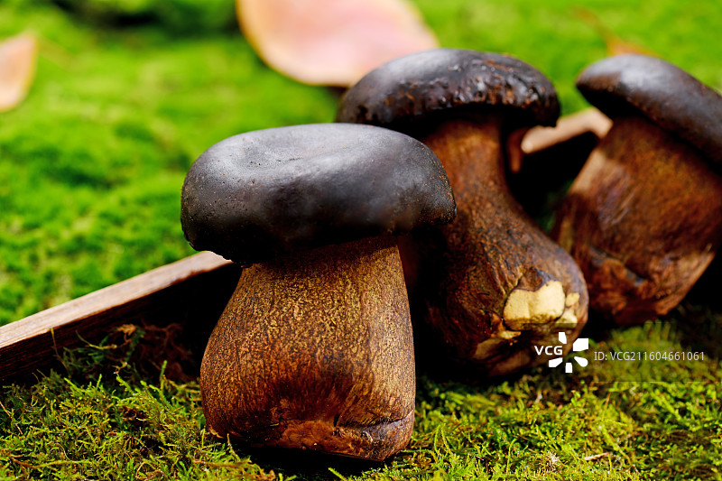 森林草地上的牛肝菌图片素材