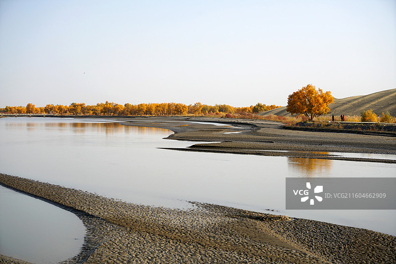 塔里木河畔胡杨图片素材