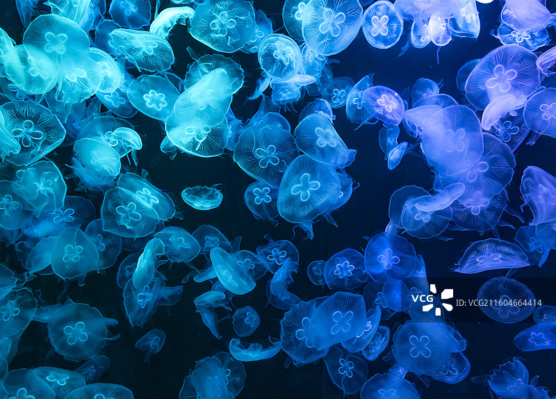 海月水母 国家海洋博物馆图片素材