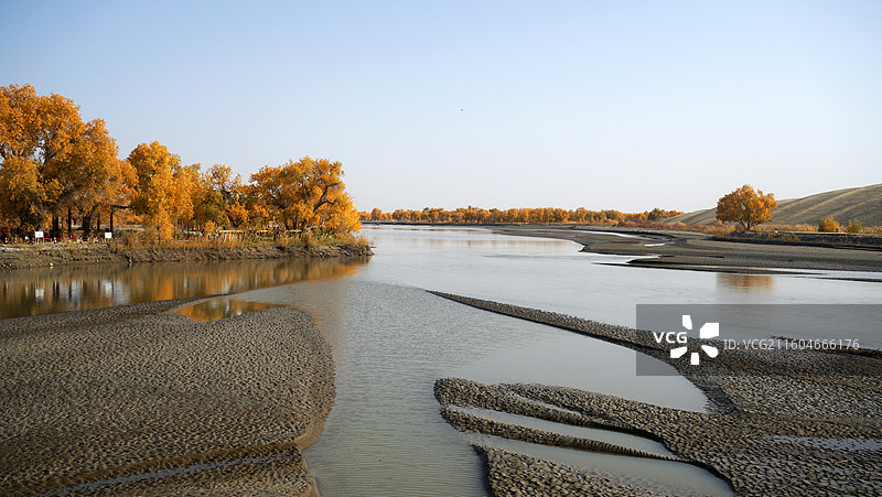塔里木河畔胡杨图片素材