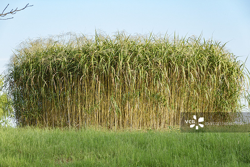 良渚文化遗址公园图片素材