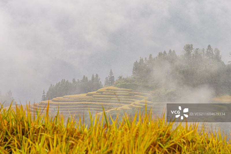 广西桂林龙脊秋收图片素材