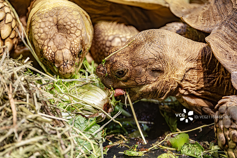 南京红山动物园的苏卡达陆龟图片素材