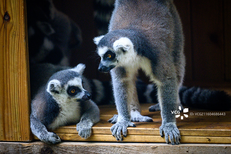 南京红山动物园，环尾狐猴图片素材