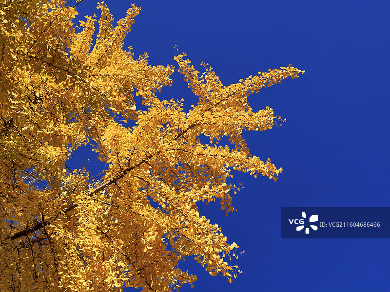 火腿之乡，金黄银杏：秋季以来，火腿之乡云南省曲靖宣威市振兴街北段两边的银杏叶，满树金黄，煞是好看。图片素材