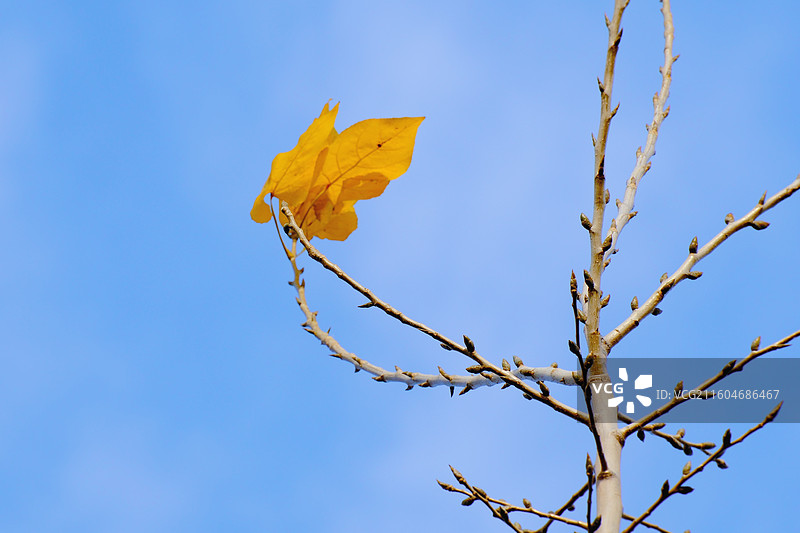秋天蓝色天空白云风景背景图壁纸。黄叶柳树植物图片素材