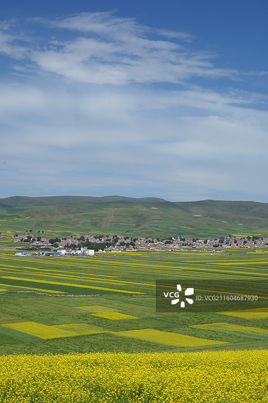 青海省海北州门源县门源油菜花海图片素材
