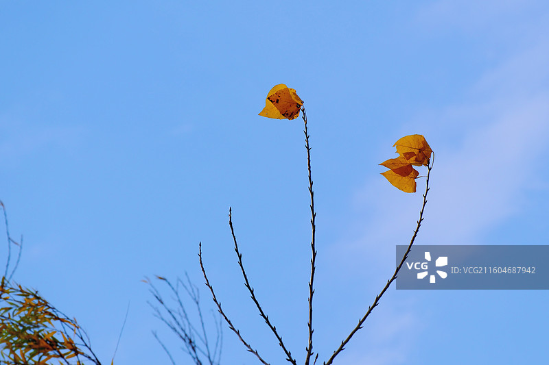 秋天蓝色天空白云风景背景图壁纸。黄叶柳树植物图片素材