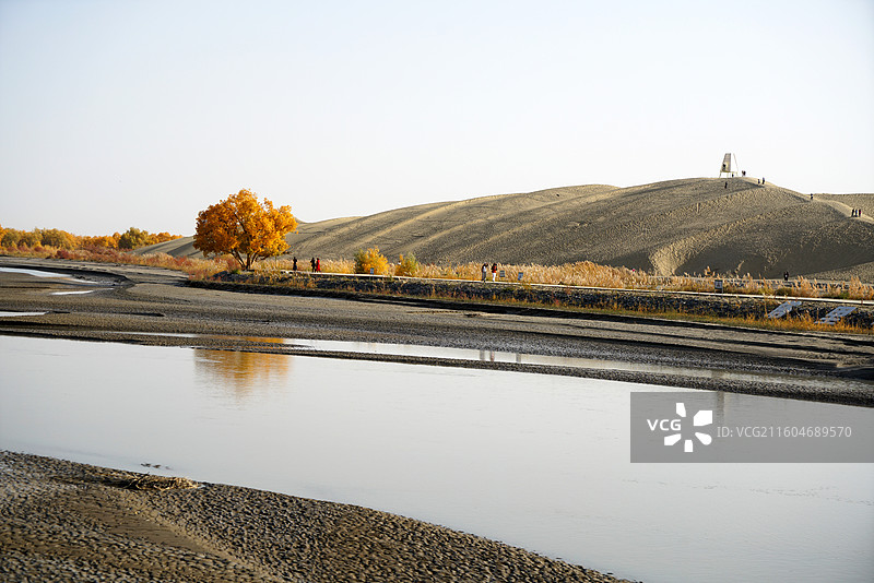塔里木河畔胡杨图片素材