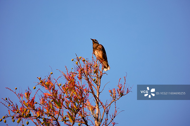 灰椋鸟图片素材
