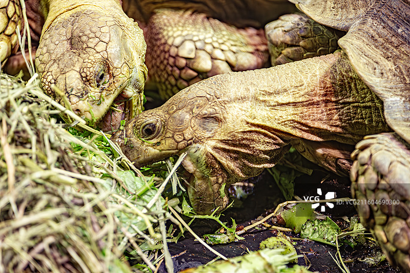 南京红山动物园的苏卡达陆龟图片素材