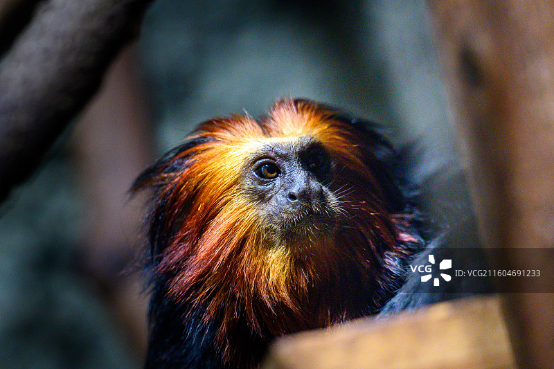 红山动物园，金头狮面狨图片素材