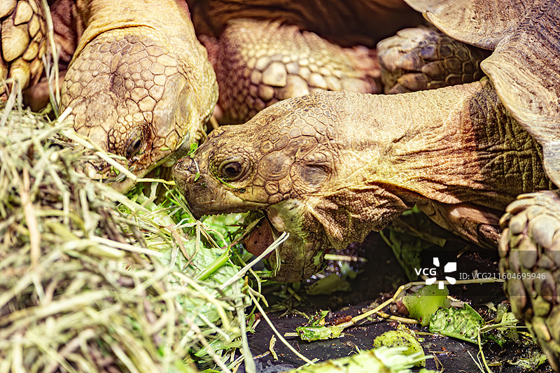 南京红山动物园的苏卡达陆龟图片素材