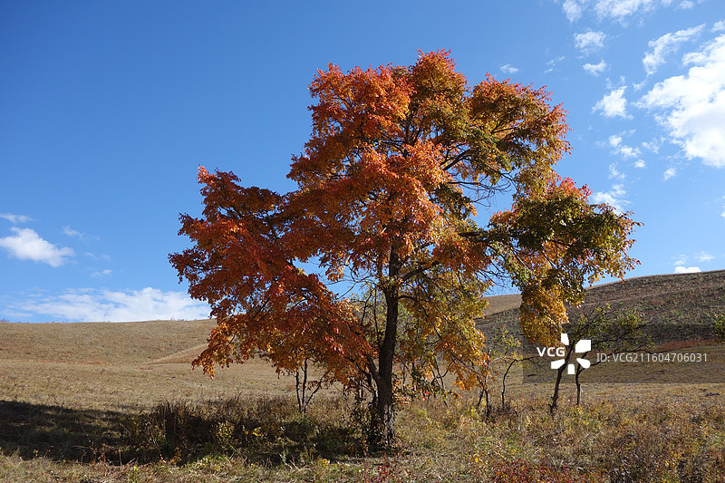 内蒙古赤峰市克什克腾旗乌兰布统坝上草原：夹皮沟彩林秋色图片素材