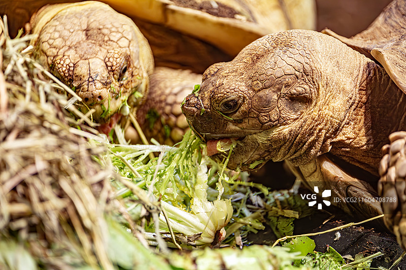 南京红山动物园的苏卡达陆龟图片素材