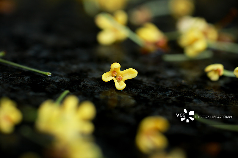 雨后落在地面上的桂花图片素材