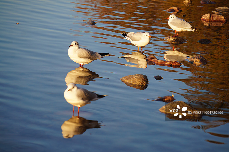 红嘴鸥在湖中游泳的特写镜头-银川海宝公园图片素材