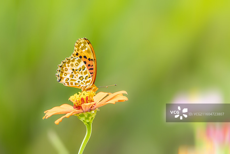 公园蝴蝶访花忙图片素材