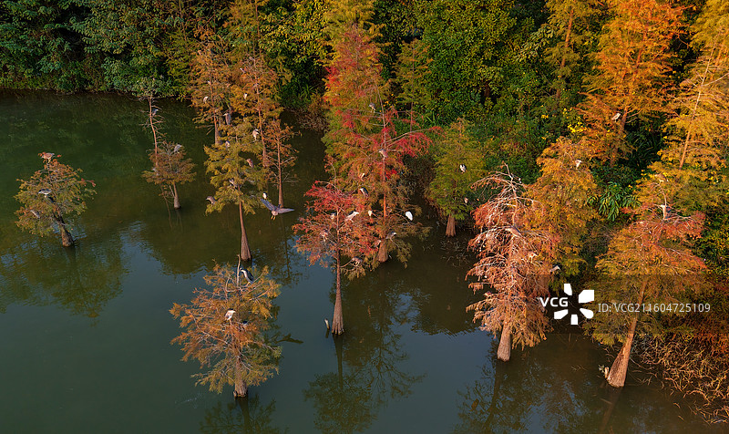 白鹭家园图片素材