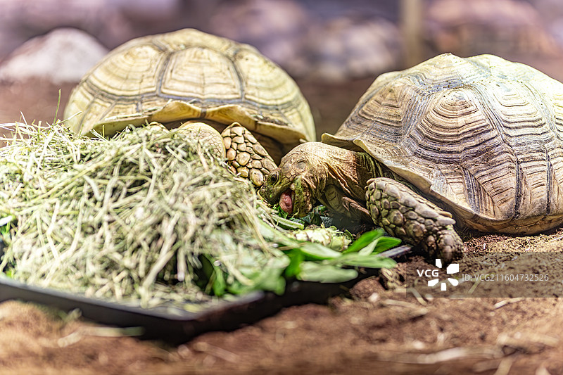 南京红山动物园的苏卡达陆龟图片素材