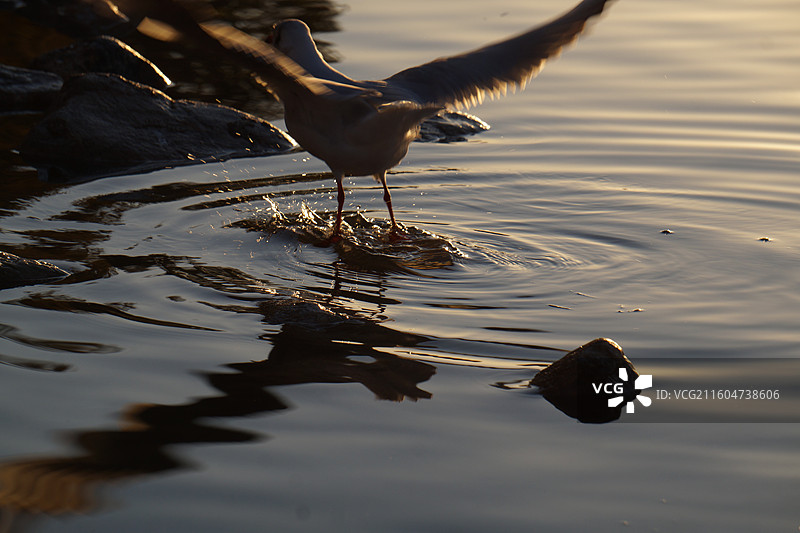 银川海宝公园湖面上的红嘴鸥图片素材