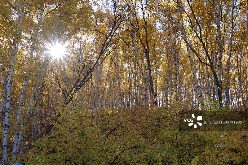 内蒙古赤峰市克什克腾旗乌兰布统坝上草原：夹皮沟白桦林秋色图片素材