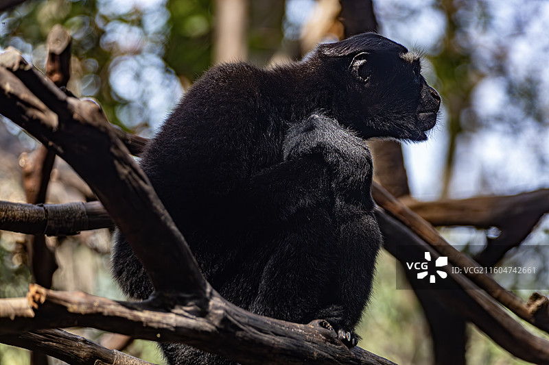 南京红山动物园高黎贡白眉长臂猿图片素材