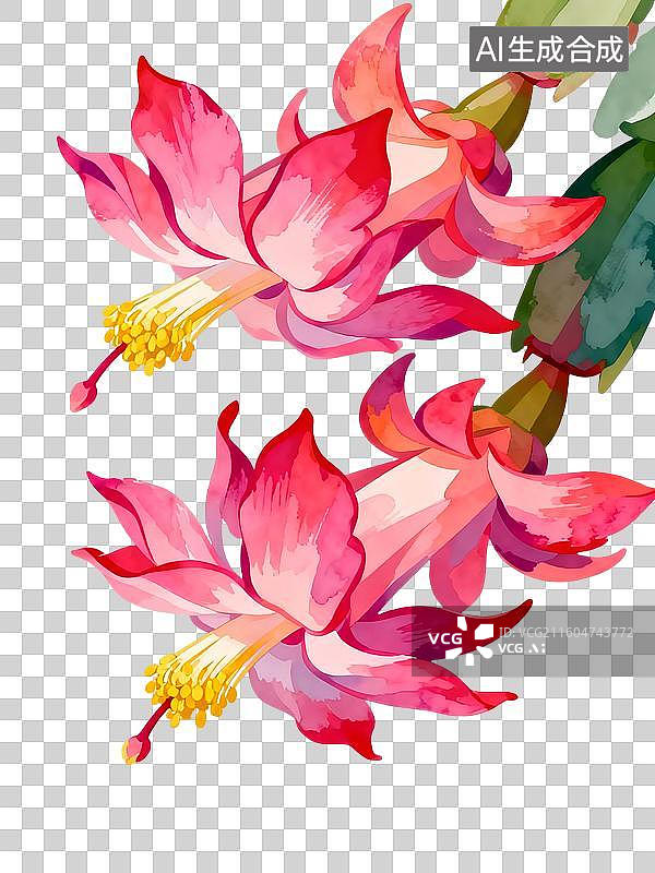 【AI数字艺术】仙人掌 蟹爪兰花 水彩插画花卉系列图片素材