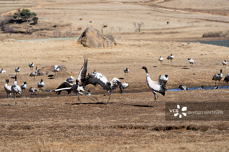 黑颈鹤于云南昭通湿地保护区过冬图片素材