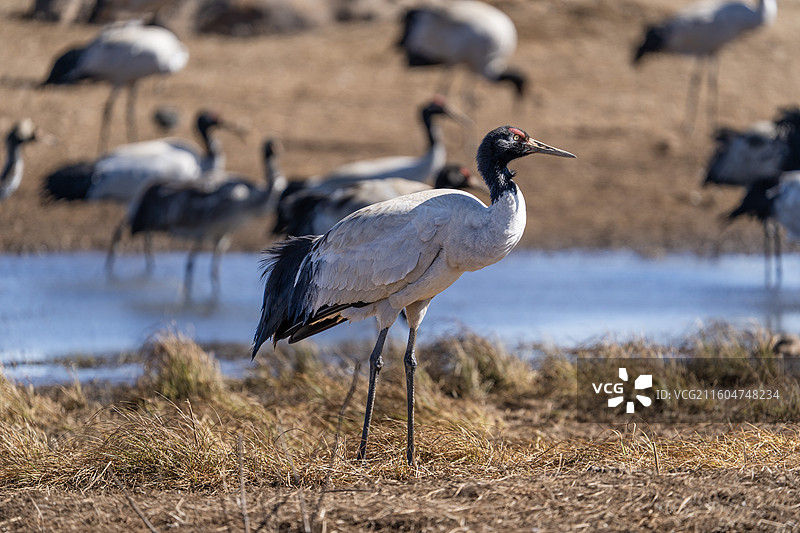 黑颈鹤于云南昭通湿地保护区过冬图片素材