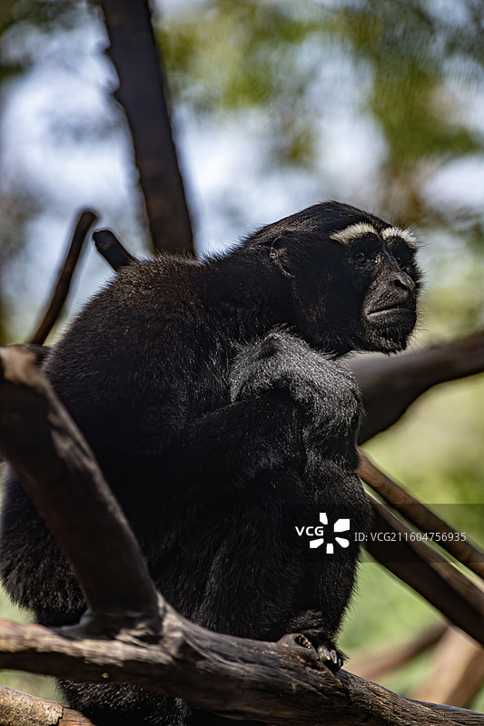 南京红山动物园高黎贡白眉长臂猿图片素材