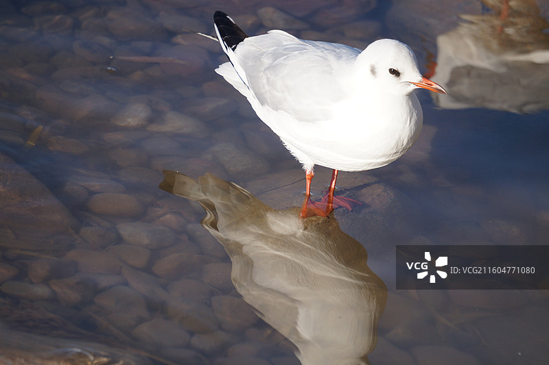 银川海宝公园湖面上的红嘴鸥图片素材