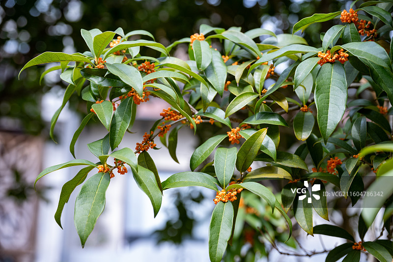 树上生长的金桂花特写镜头图片素材