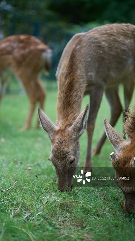 小梅花鹿进食特写图片素材
