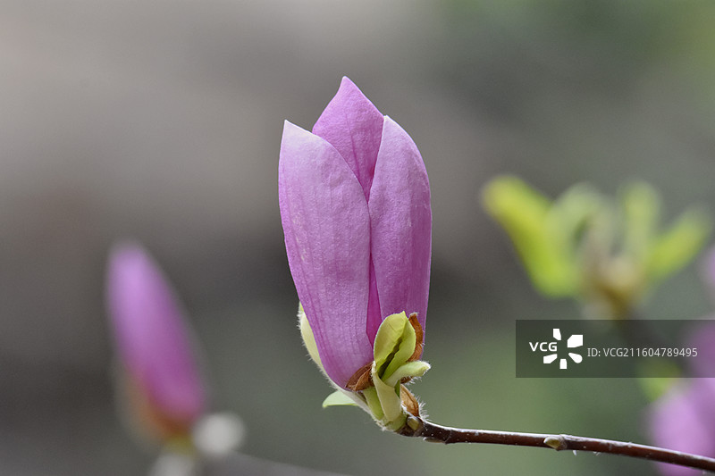 广东茂名紫木兰图片素材