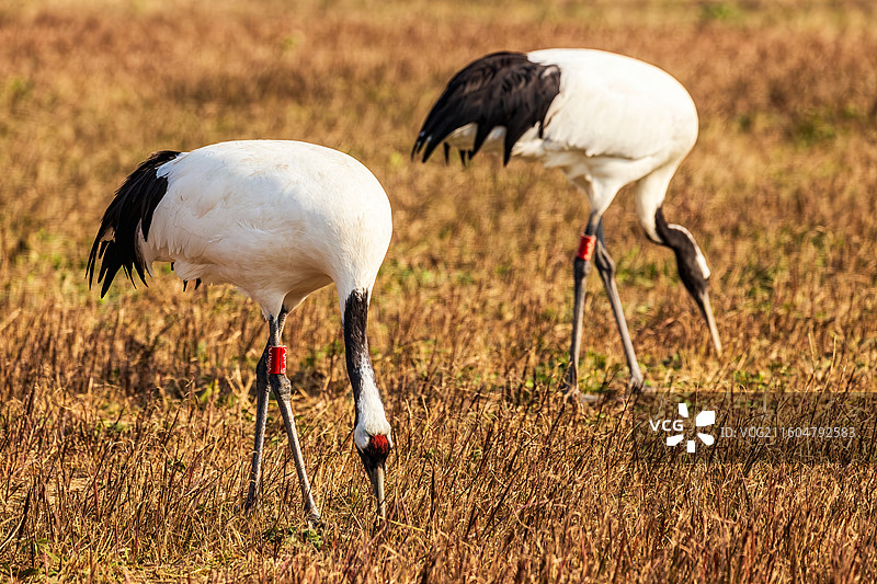盐城的丹顶鹤图片素材