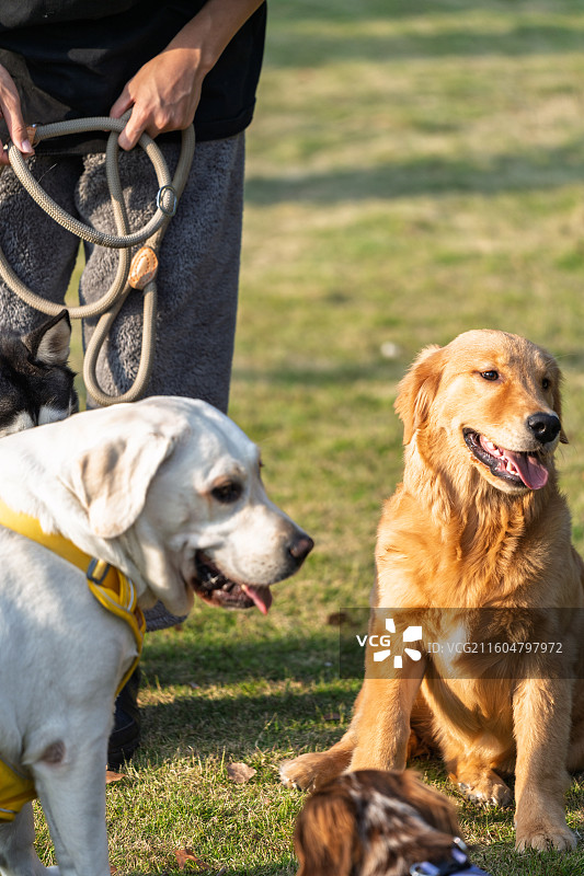金毛拉布拉多犬草坪玩耍图片素材